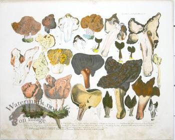 Mushroom Atlas 30